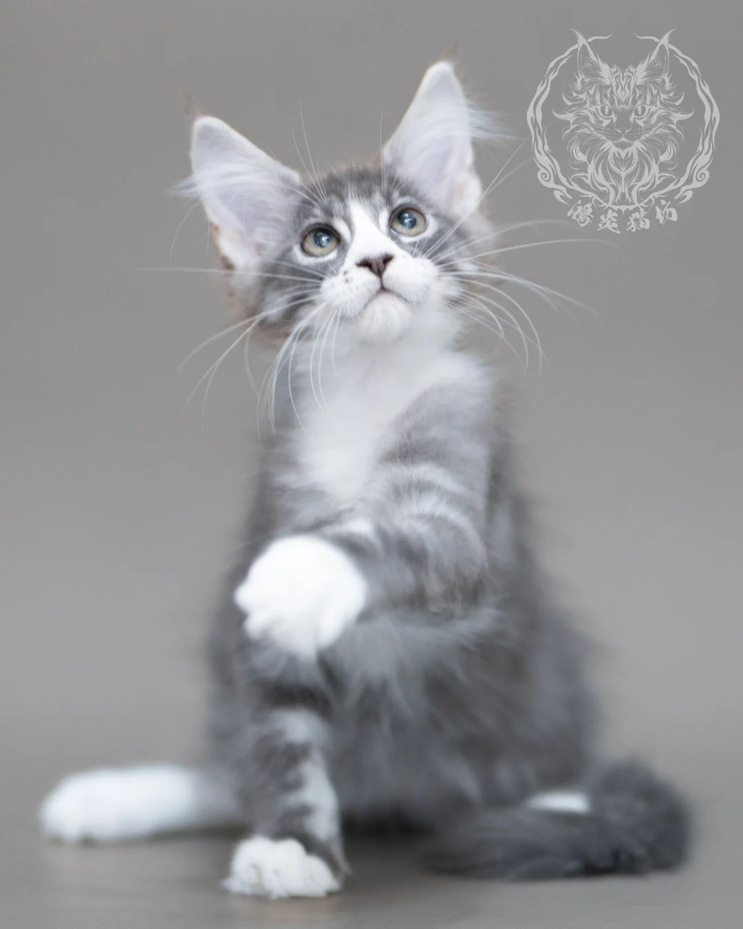 藍銀虎斑賓士緬因貓 Blue Silver Tabby Maine Coon Closeup 7