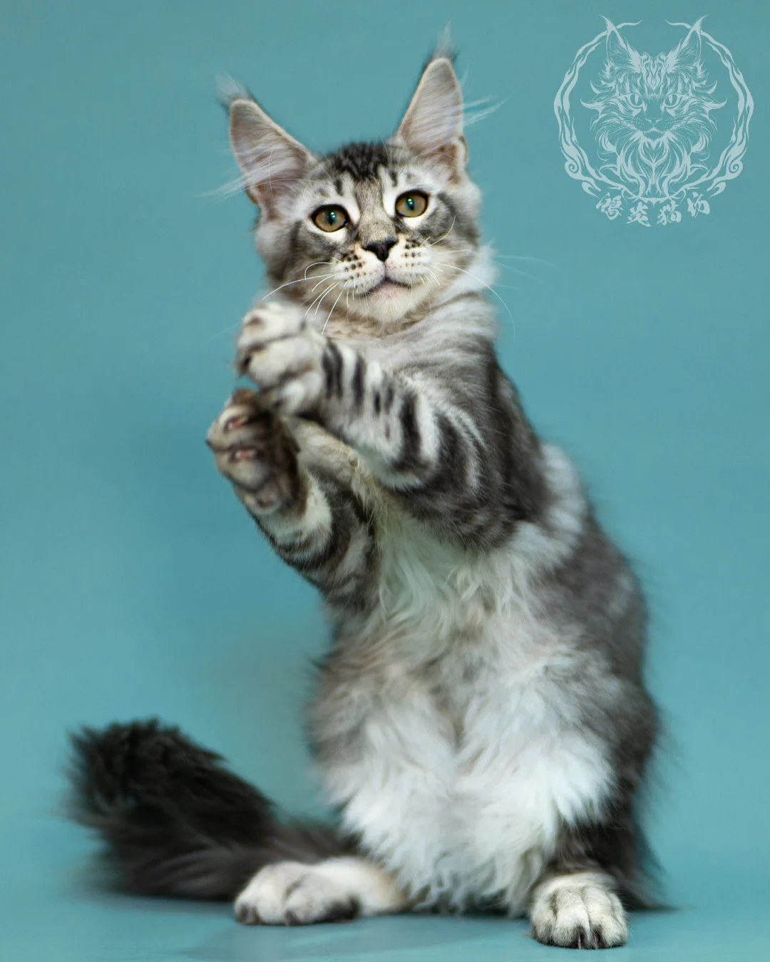 銀虎斑緬因貓 Black Silver Tabby Maine Coon 3months Closeup 17