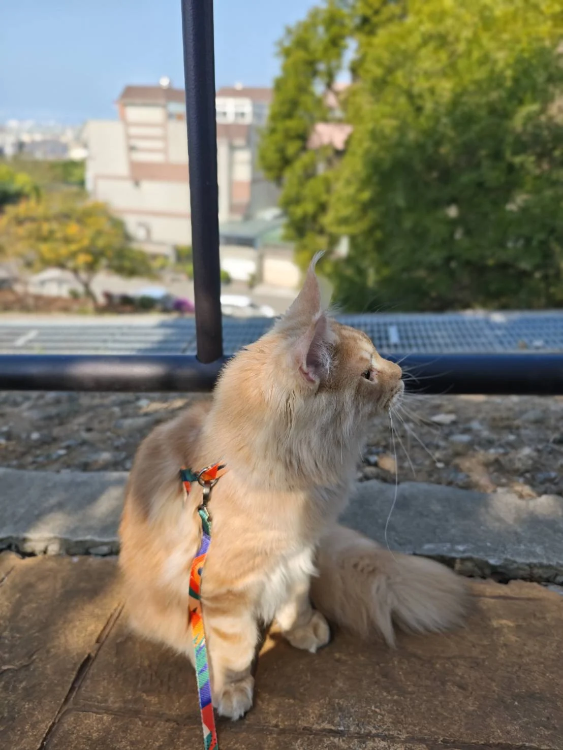 奶油虎斑緬因貓