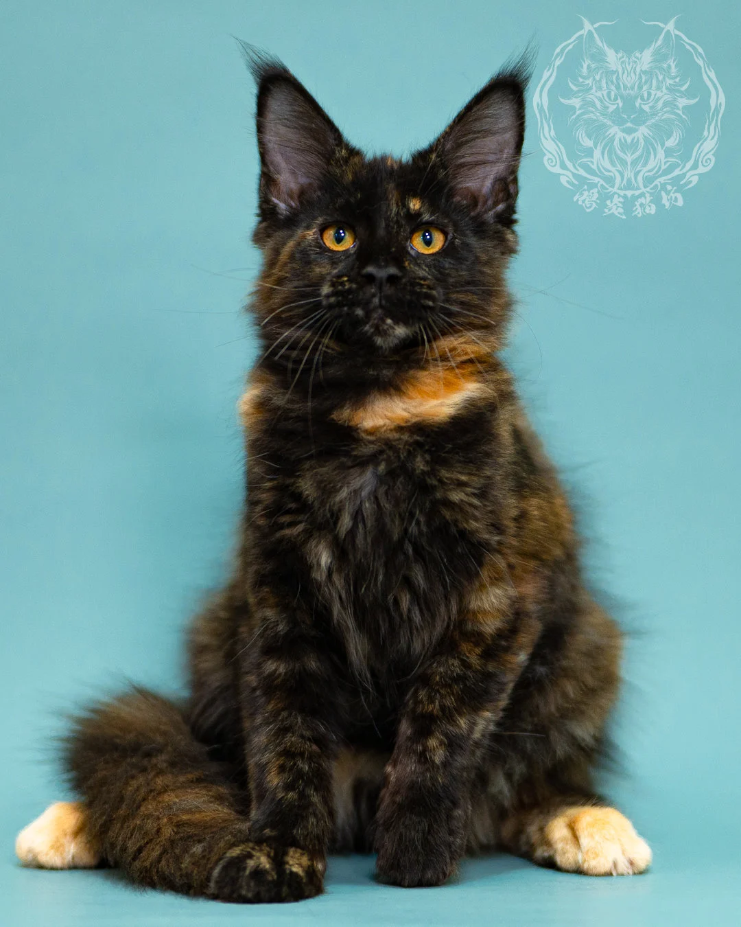 黑玳帽緬因貓 Black Tortie Masked Maine Coon 3months Closeup 8