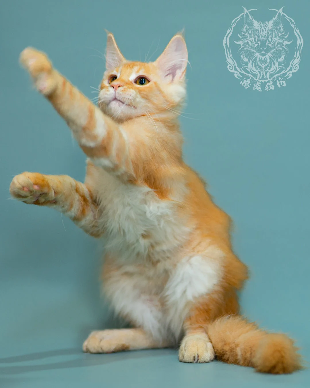 奶油虎斑緬因貓 Cream Tabby Maine Coon 3months Closeup 15