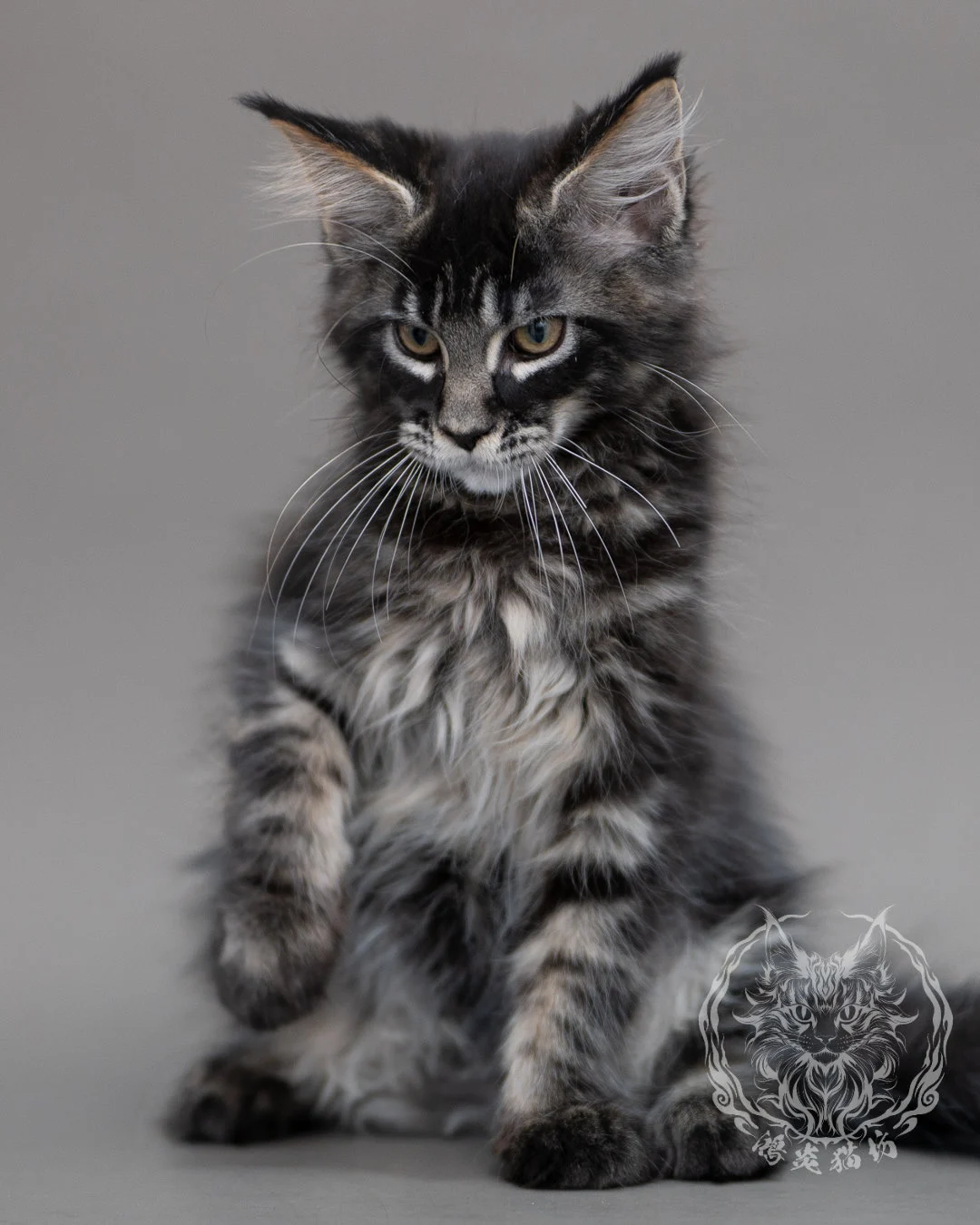 黑棕虎斑緬因貓 Brown Tabby Maine Coon Closeup 6