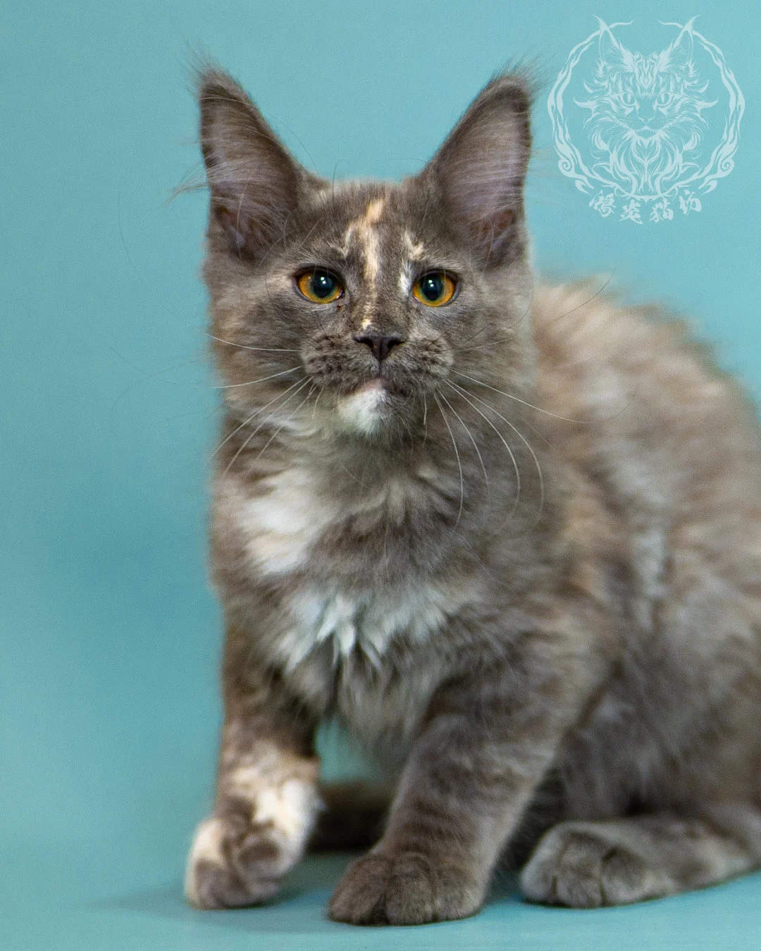 藍乳煙玳帽緬因貓 Blue Cream Smoke Tortie Masked Maine Coon 3months Closeup 6