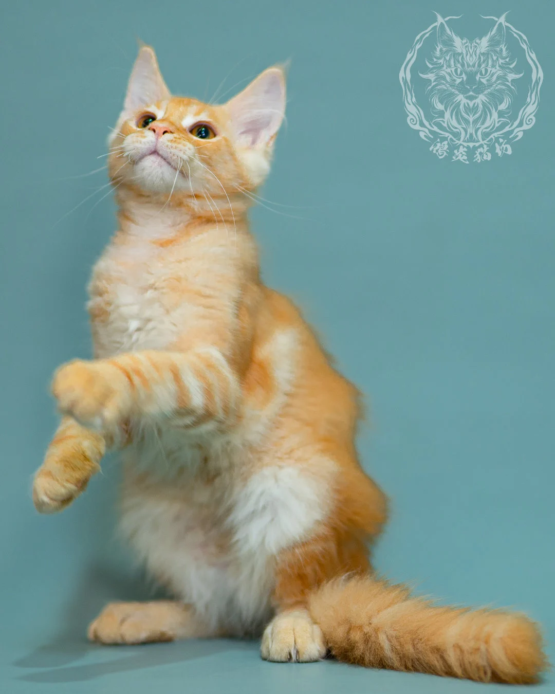 奶油虎斑緬因貓 Cream Tabby Maine Coon 3months Closeup 16