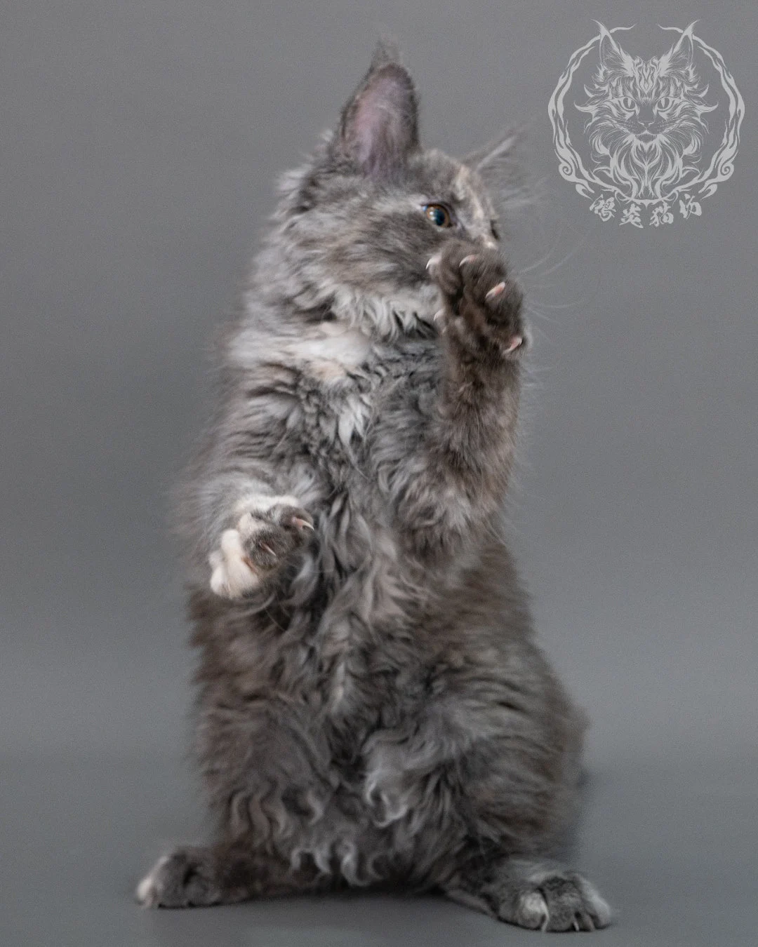 藍乳煙玳帽緬因貓 Blue Cream Smoke Tortie Maine Coon Closeup 19