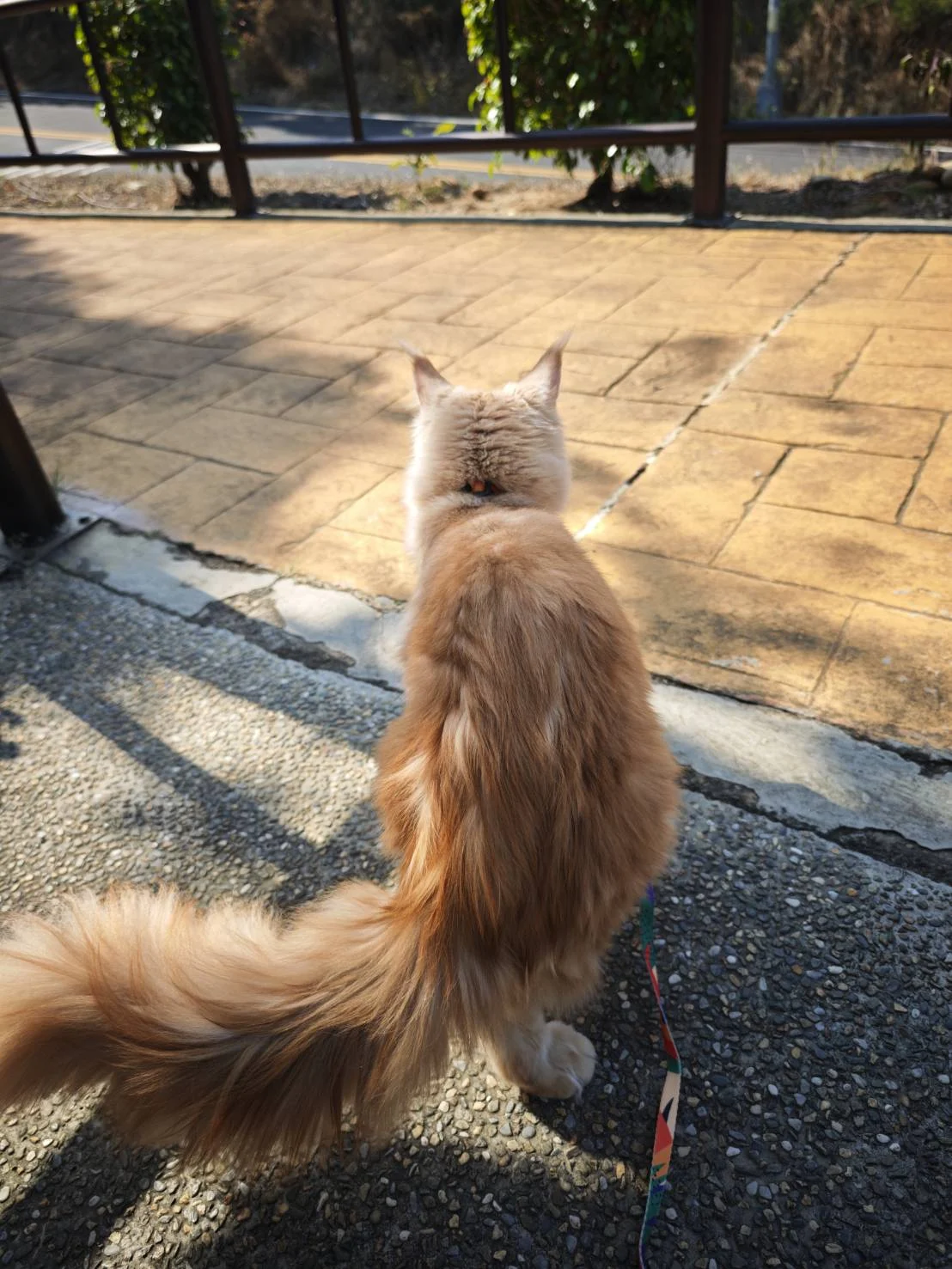 奶油虎斑緬因貓