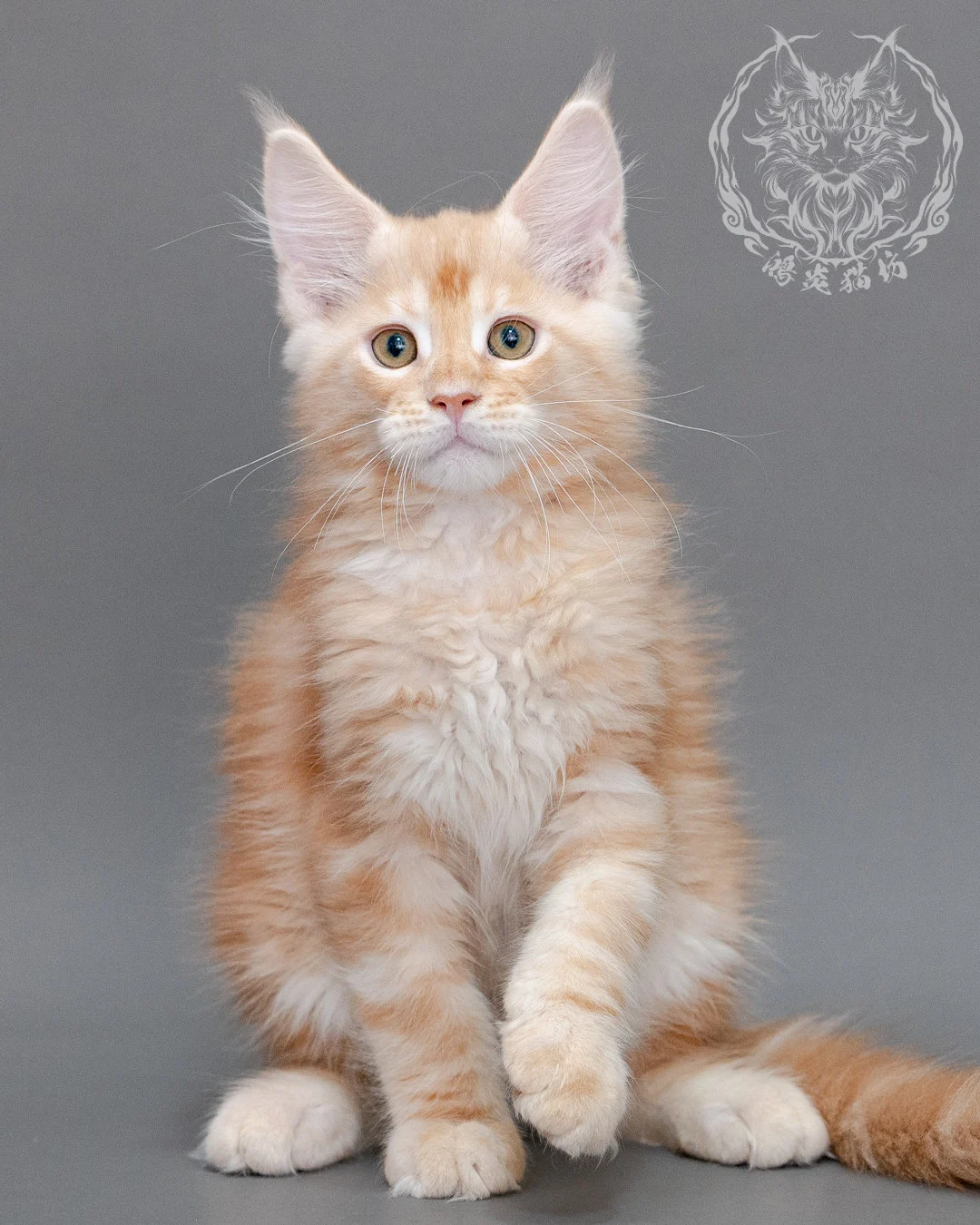 奶油虎斑緬因貓 Cream Tabby Maine Coon Closeup 21