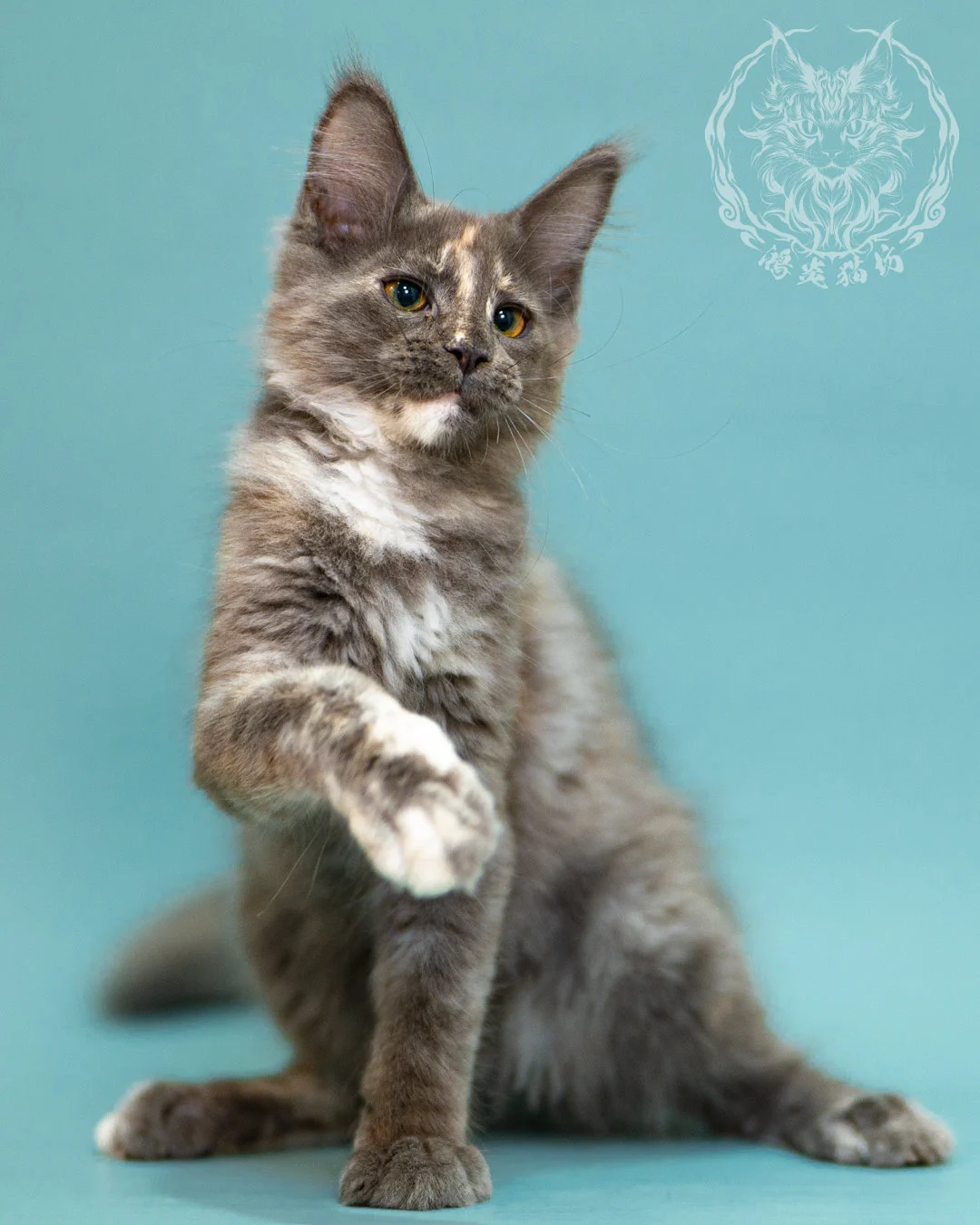 藍乳煙玳帽緬因貓 Blue Cream Smoke Tortie Masked Maine Coon 3months Closeup 16