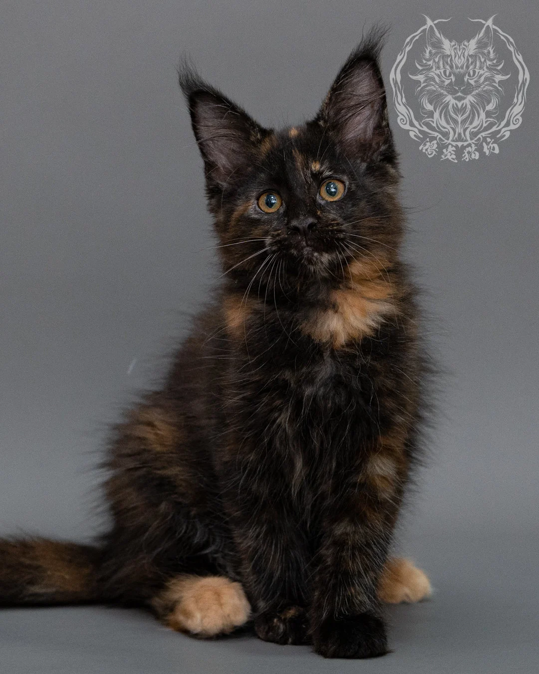 黑玳帽緬因貓 Black Masked Maine Coon Closeup 14