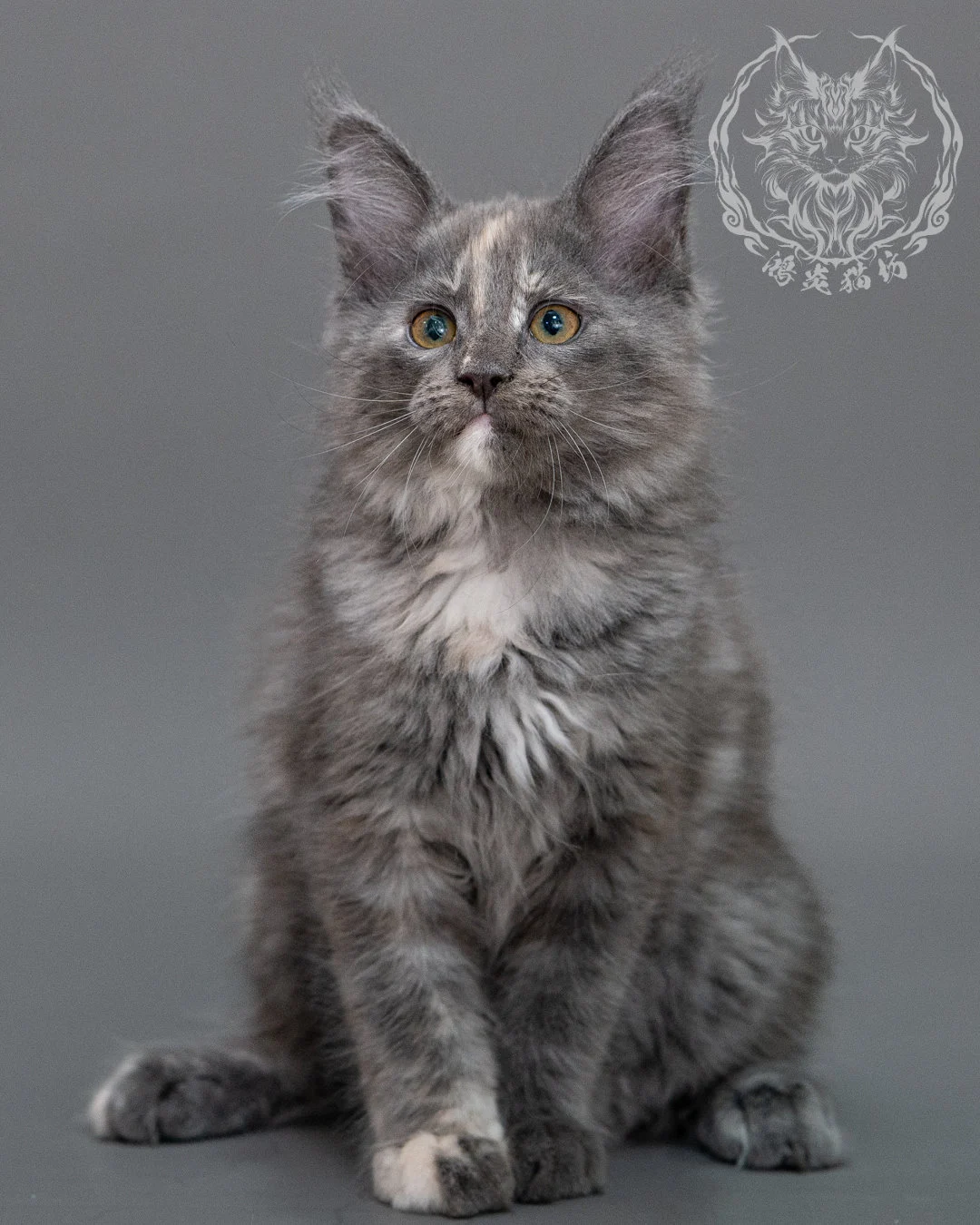 藍乳煙玳帽緬因貓 Blue Cream Smoke Tortie Maine Coon Closeup 21