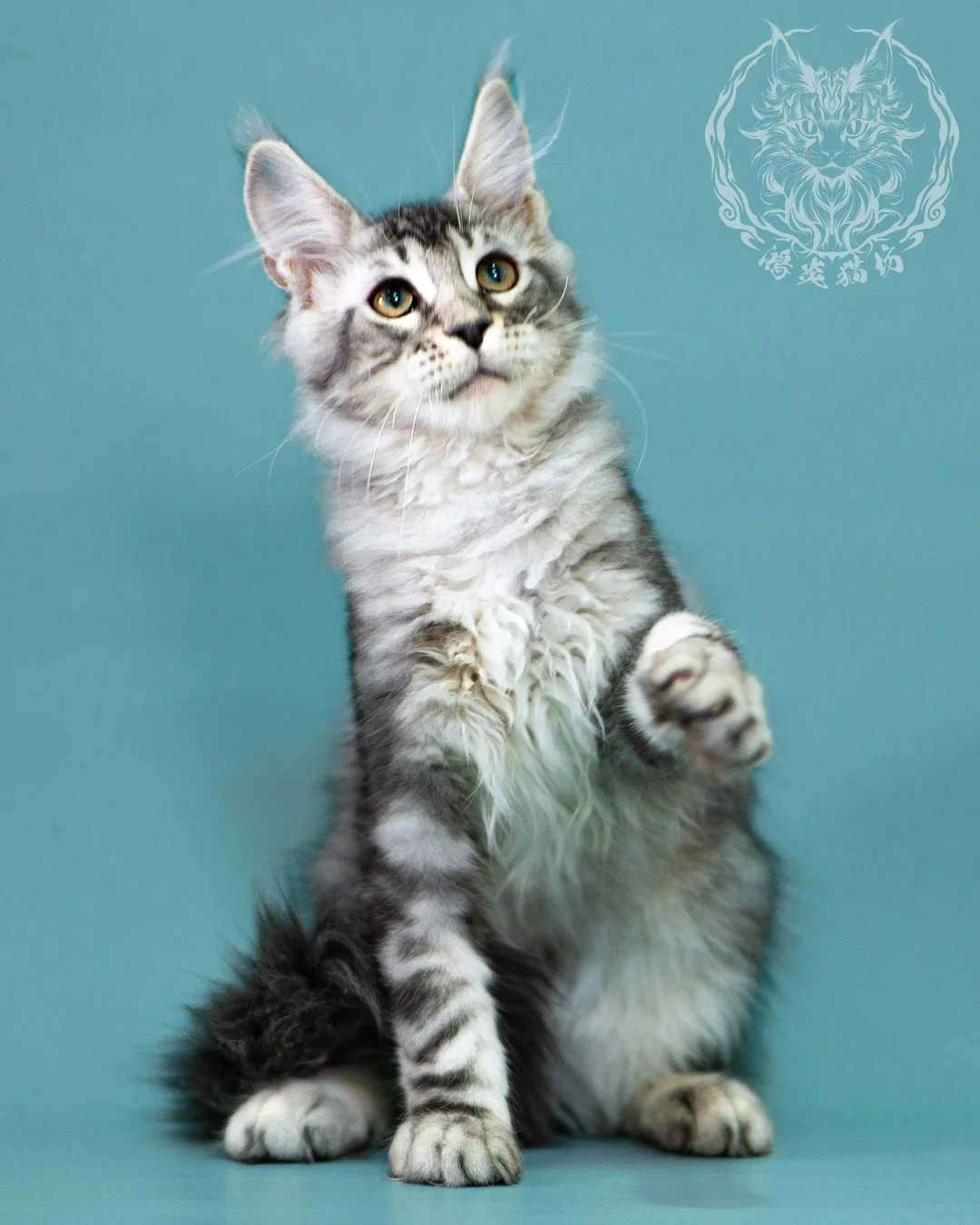 銀虎斑緬因貓 Black Silver Tabby Maine Coon 3months Closeup 8