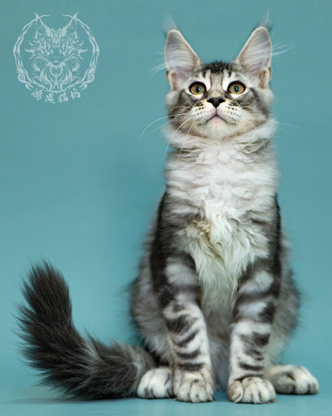 銀虎斑緬因貓 Black Silver Tabby Maine Coon 3months Closeup 21