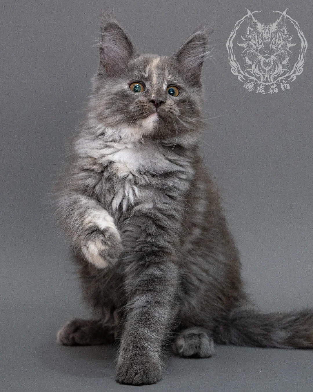 藍乳煙玳帽緬因貓 Blue Cream Smoke Tortie Maine Coon Closeup 12