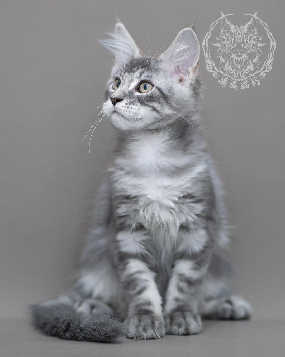 藍銀虎斑緬因貓 Blue Silver Tabby Maine Coon Closeup 2