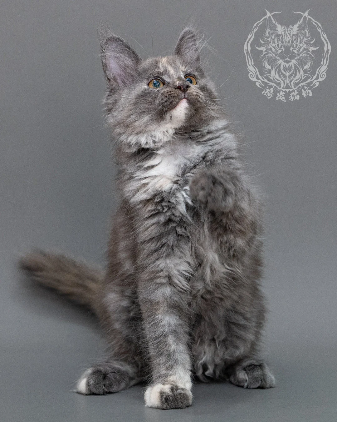藍乳煙玳帽緬因貓 Blue Cream Smoke Tortie Maine Coon Closeup 6