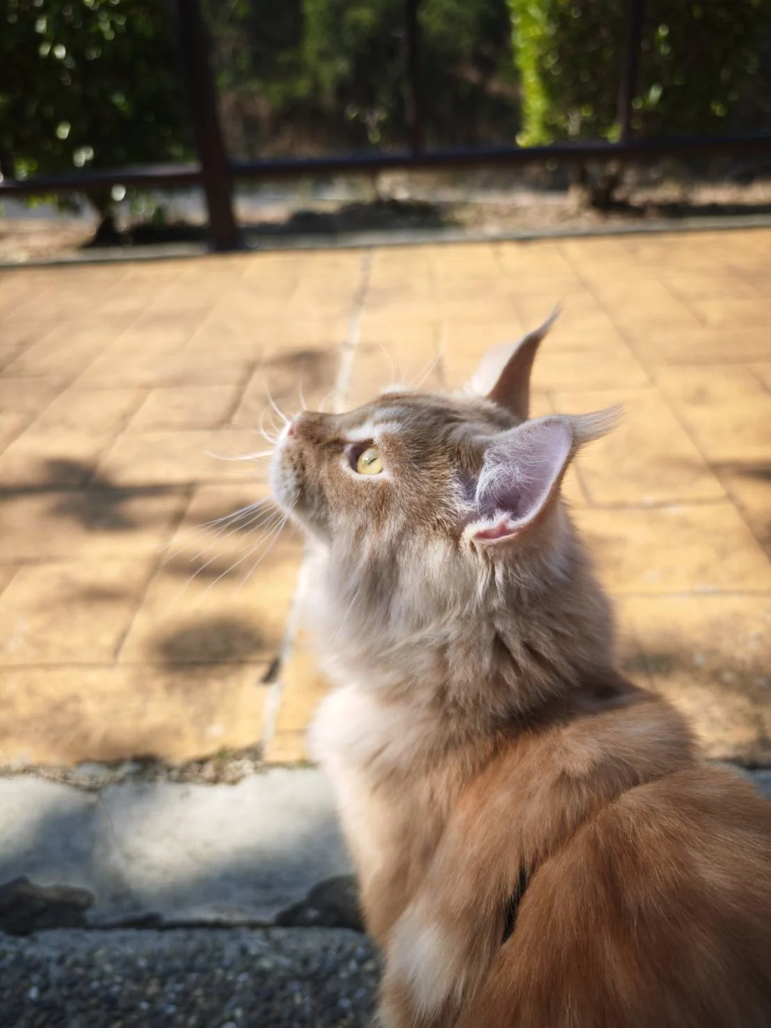 奶油虎斑緬因貓