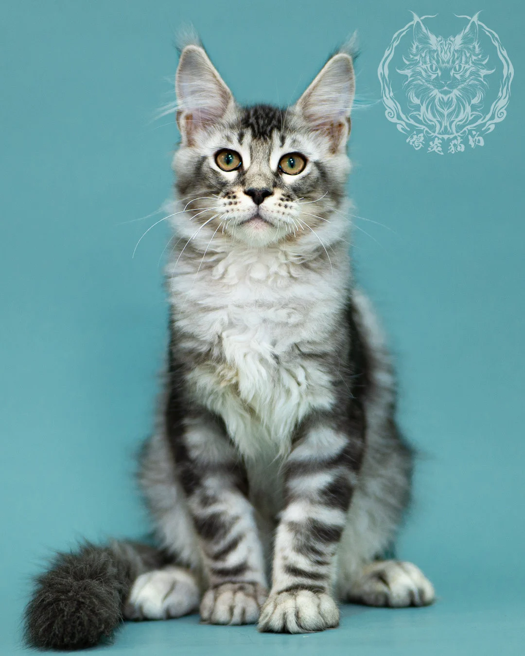銀虎斑緬因貓 Black Silver Tabby Maine Coon 3months Closeup 23