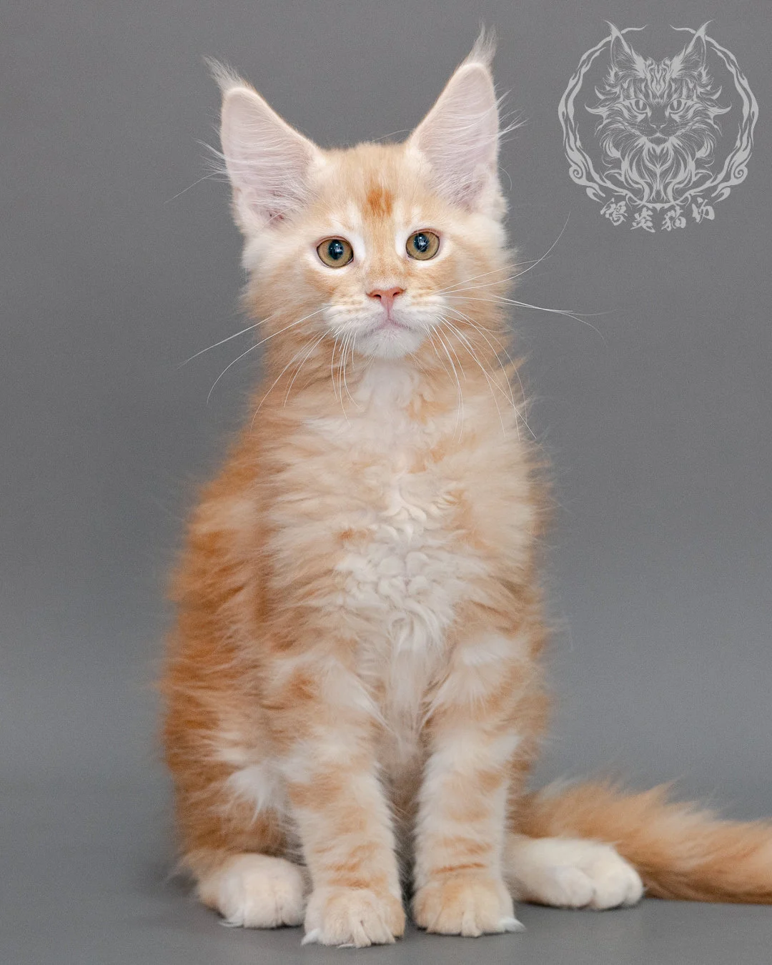 奶油虎斑緬因貓 Cream Tabby Maine Coon Closeup 1