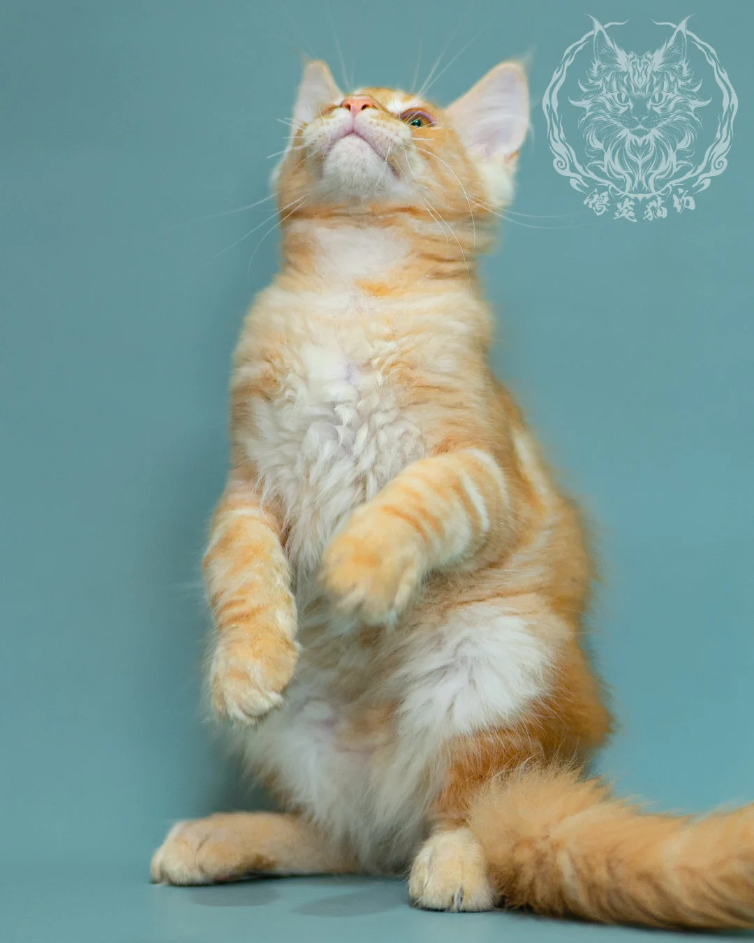 奶油虎斑緬因貓 Cream Tabby Maine Coon 3months Closeup 18