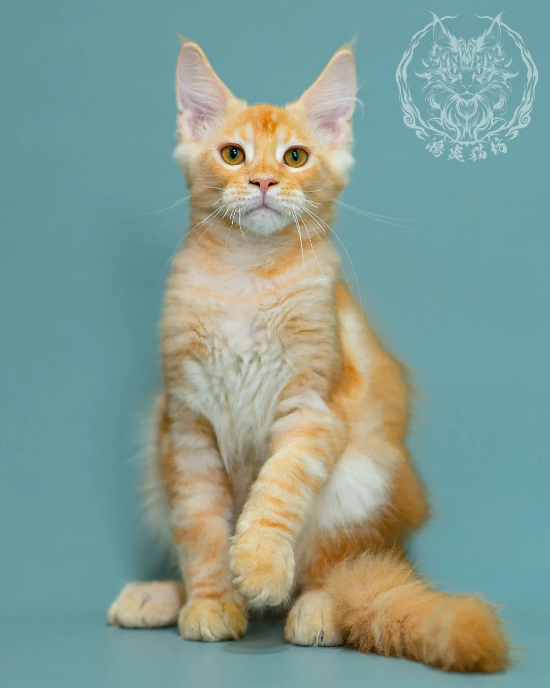 奶油虎斑緬因貓 Cream Tabby Maine Coon 3months Closeup 19