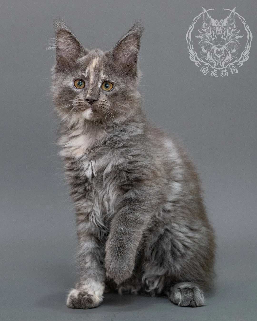 藍乳煙玳帽緬因貓 Blue Cream Smoke Tortie Maine Coon Closeup 3