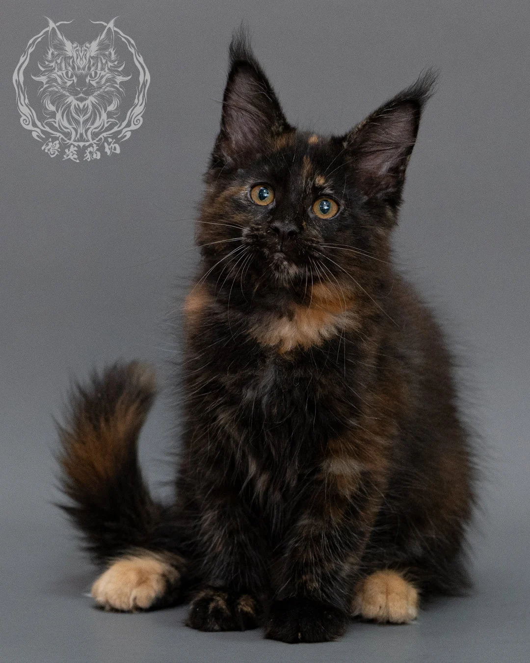黑玳帽緬因貓 Black Masked Maine Coon Closeup 12