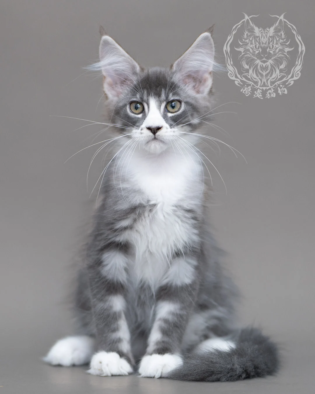藍銀虎斑賓士緬因貓 Blue Silver Tabby Maine Coon Closeup 15