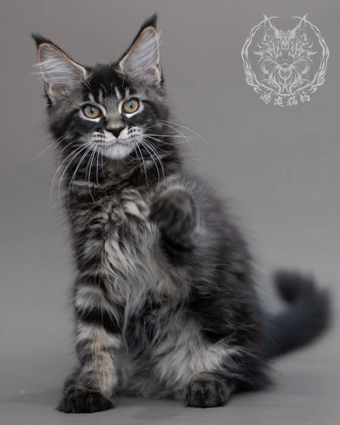 黑棕虎斑緬因貓 Brown Tabby Maine Coon Closeup 15