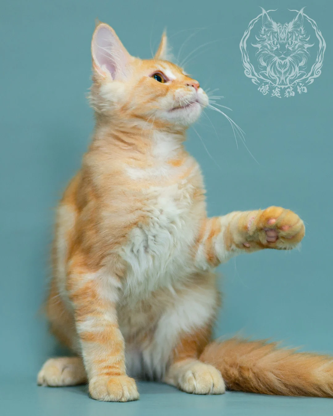 奶油虎斑緬因貓 Cream Tabby Maine Coon 3months Closeup 10
