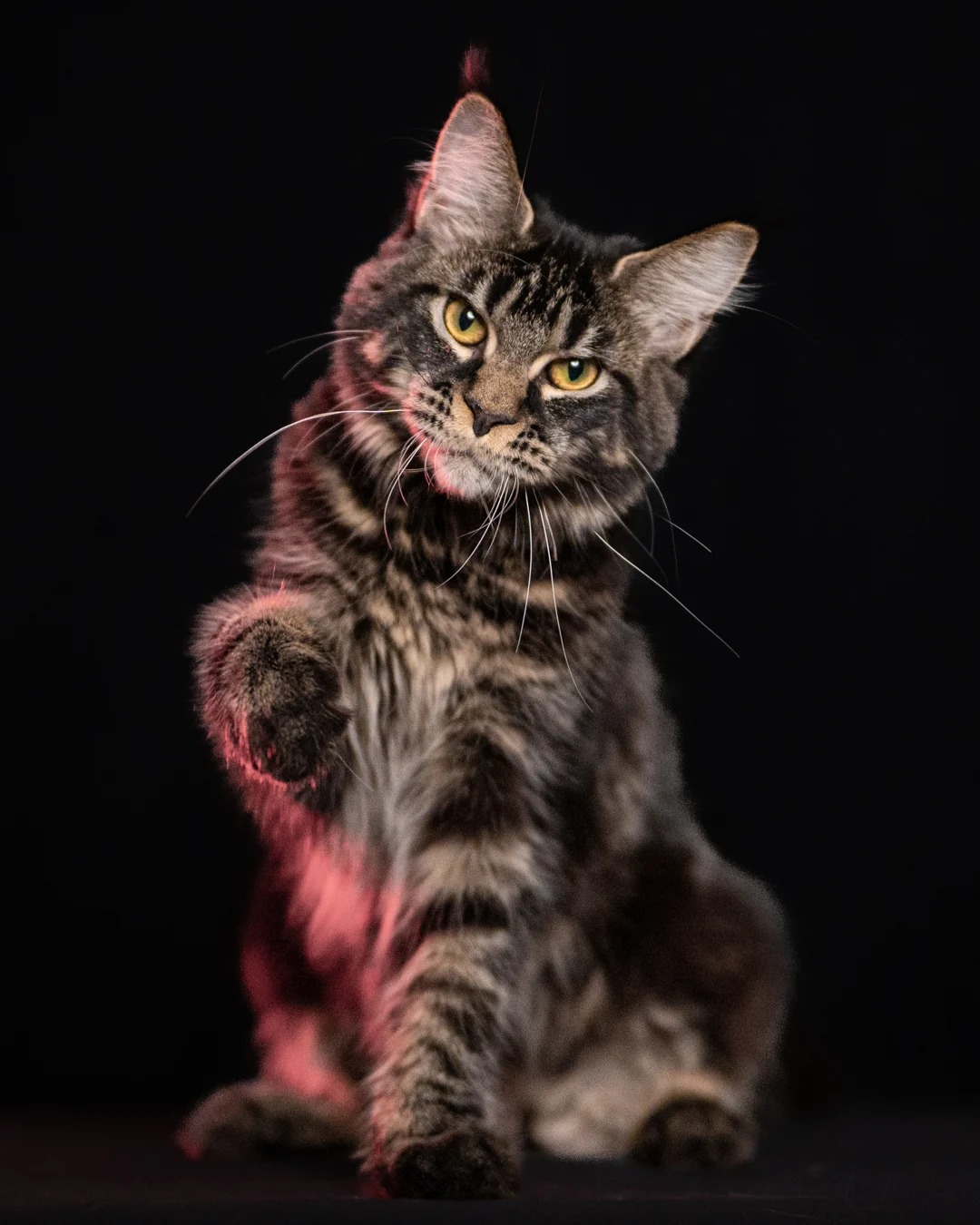 黑棕虎斑緬因貓 Brown Black Tabby Maine Coon 6months Cattery Taichung 5