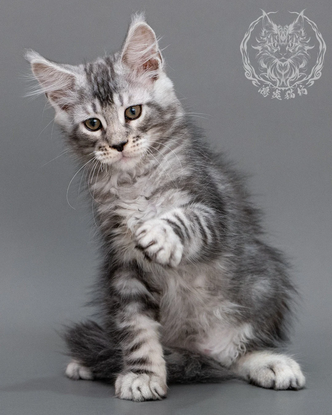 銀虎斑緬因貓 Silver Tabby Maine Coon Closeup 14
