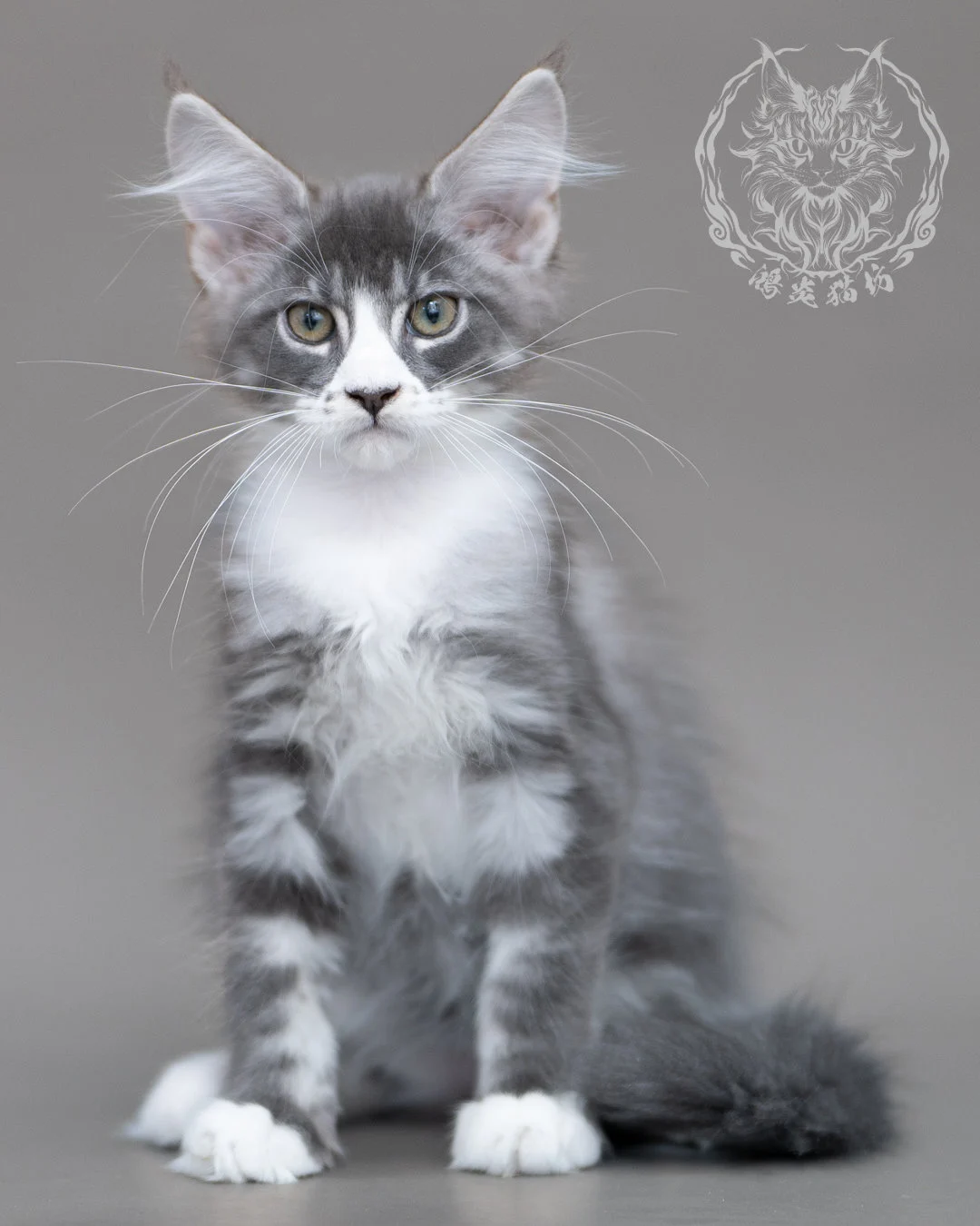 藍銀虎斑賓士緬因貓 Blue Silver Tabby Maine Coon Closeup 8