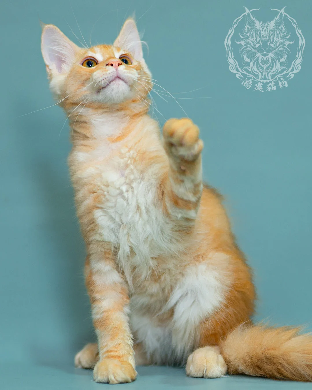 奶油虎斑緬因貓 Cream Tabby Maine Coon 3months Closeup 3