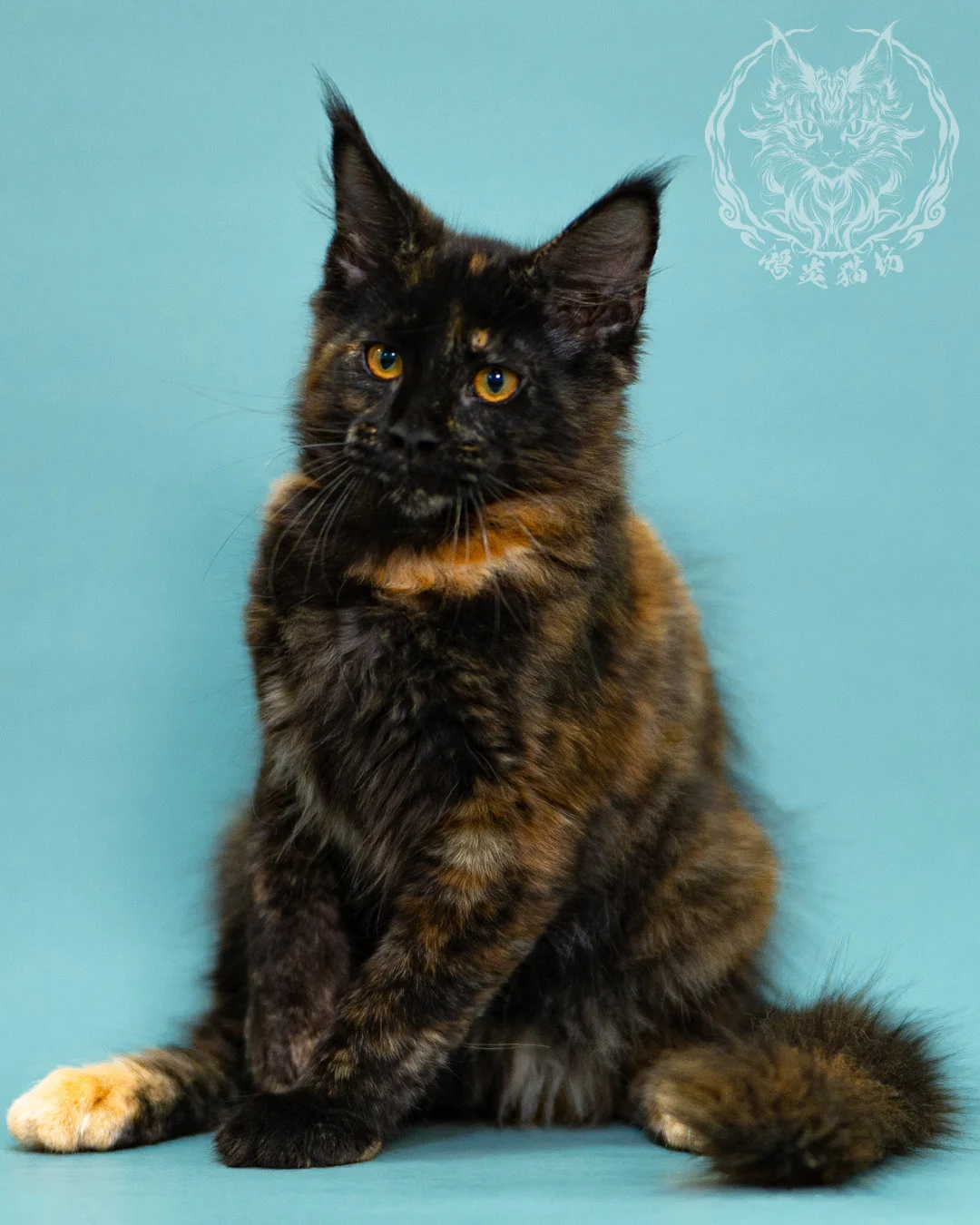 黑玳帽緬因貓 Black Tortie Masked Maine Coon 3months Closeup 11