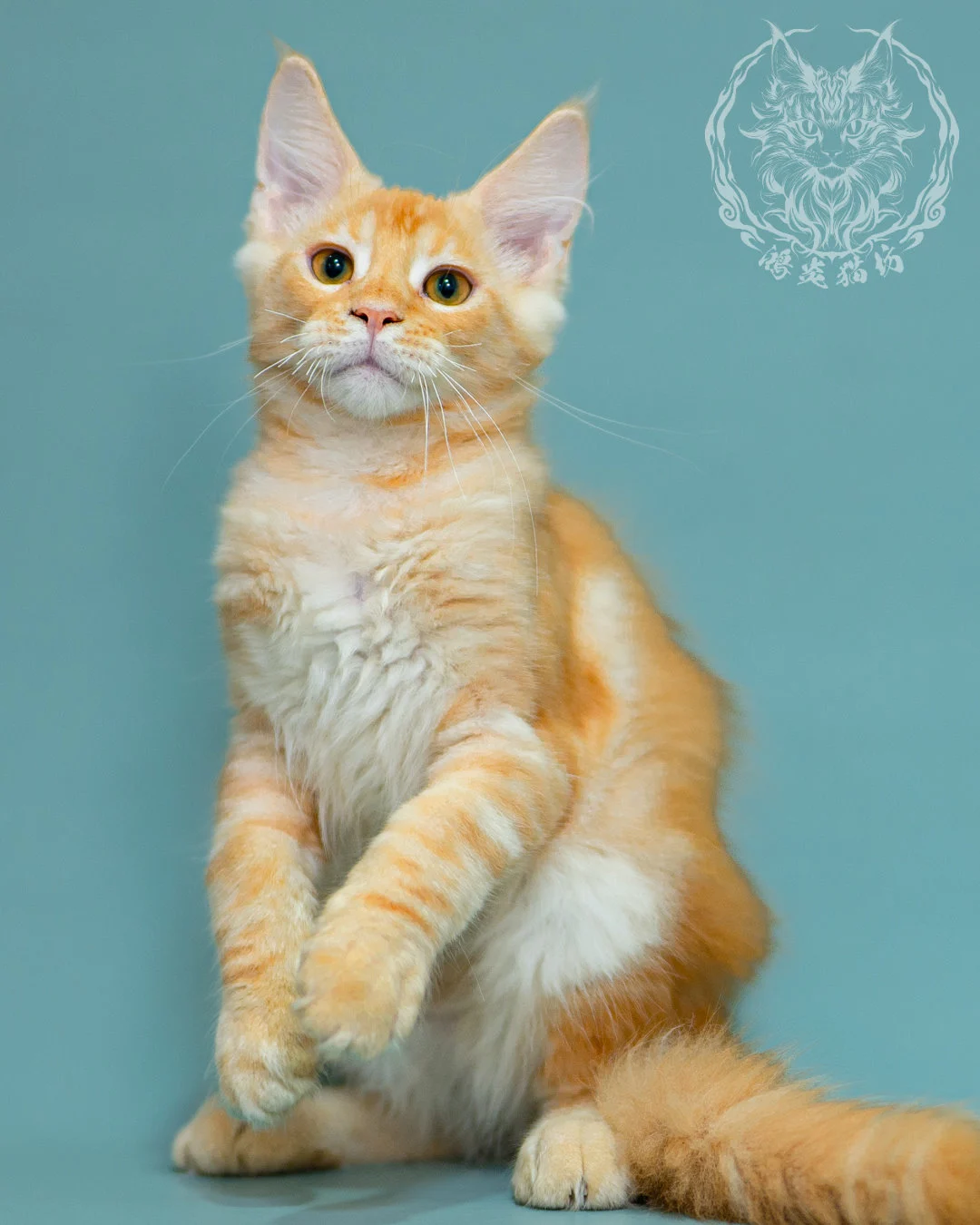 奶油虎斑緬因貓 Cream Tabby Maine Coon 3months Closeup 17