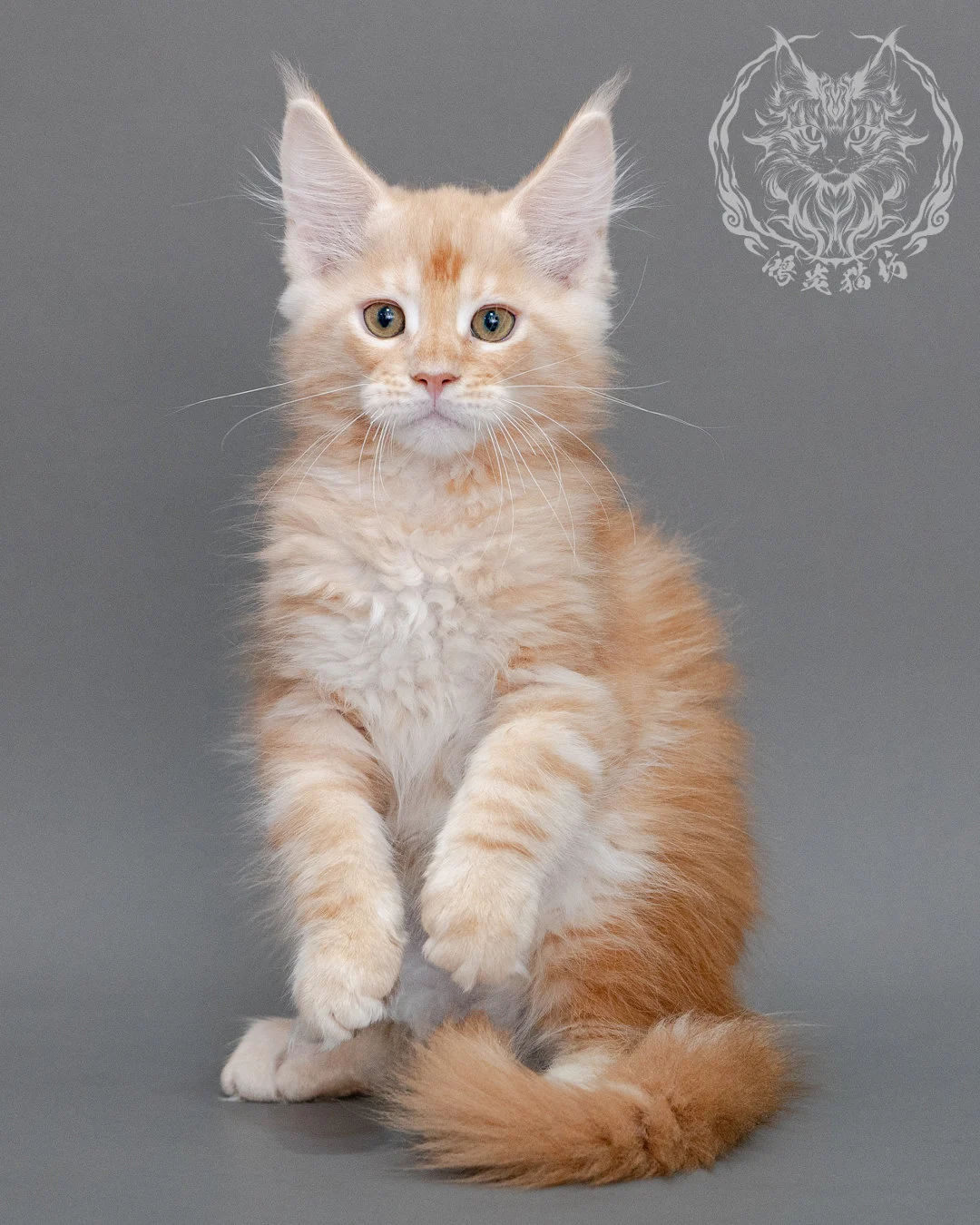 奶油虎斑緬因貓 Cream Tabby Maine Coon Closeup 2