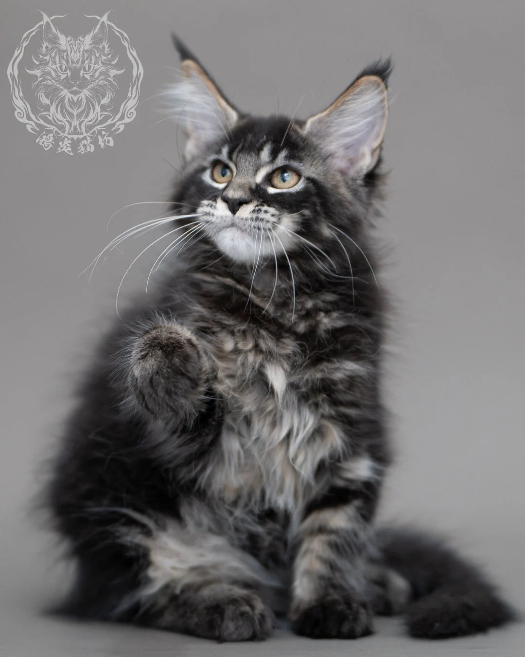 黑棕虎斑緬因貓 Brown Tabby Maine Coon Closeup 1