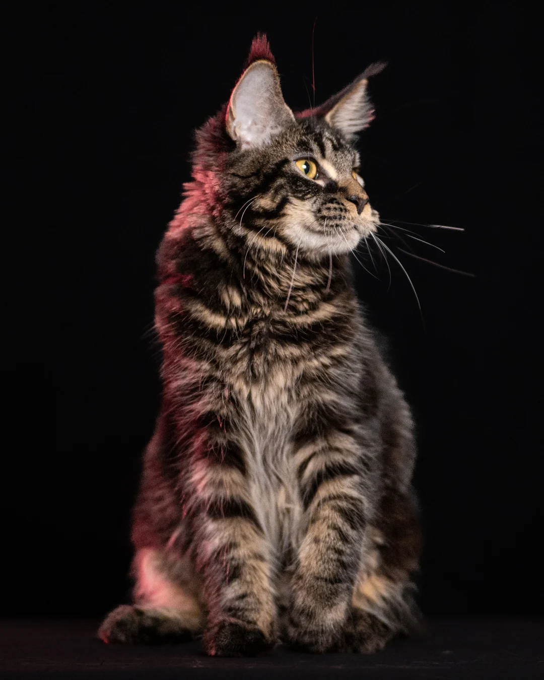 黑棕虎斑緬因貓 Brown Black Tabby Maine Coon 6months Cattery Taichung 3