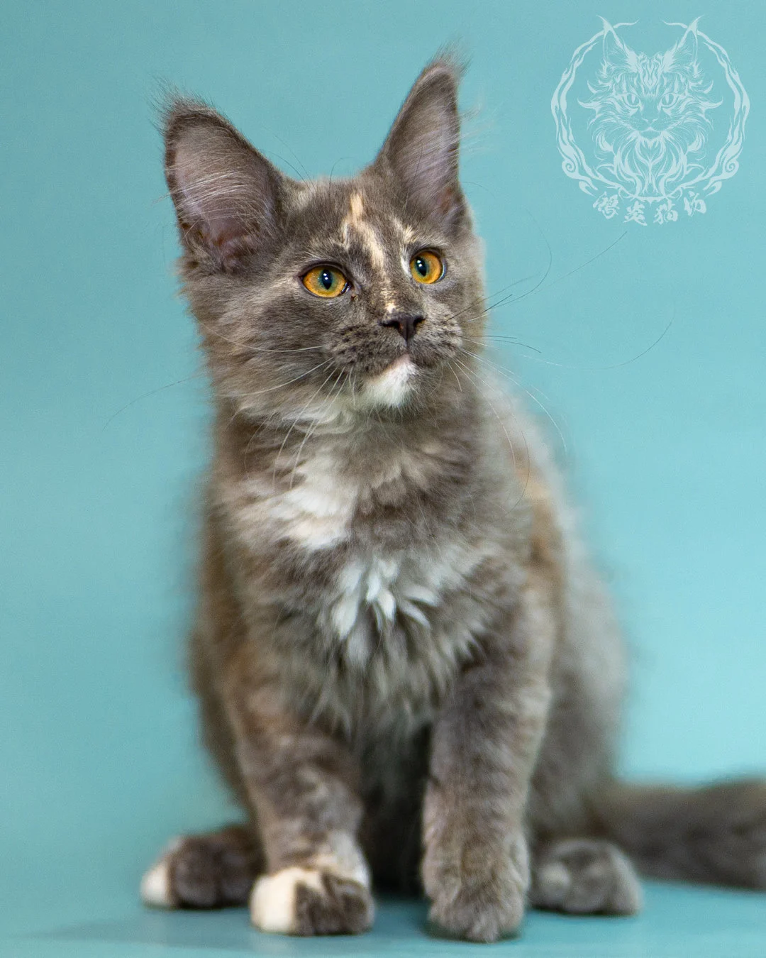 藍乳煙玳帽緬因貓 Blue Cream Smoke Tortie Masked Maine Coon 3months Closeup 4