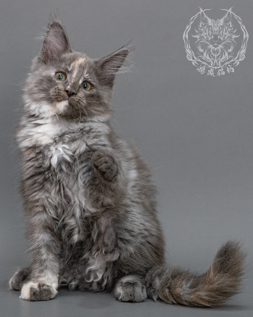 藍乳煙玳帽緬因貓 Blue Cream Smoke Tortie Maine Coon Closeup 13