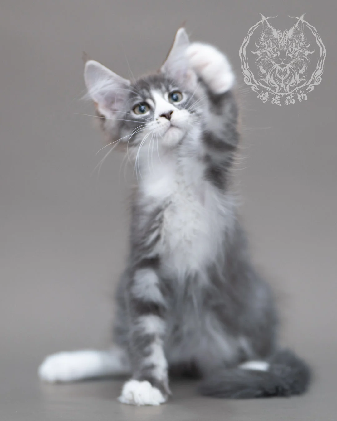 藍銀虎斑賓士緬因貓 Blue Silver Tabby Maine Coon Closeup 6