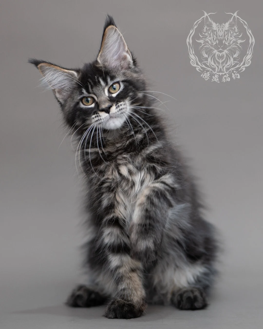 黑棕虎斑緬因貓 Brown Tabby Maine Coon Closeup 10