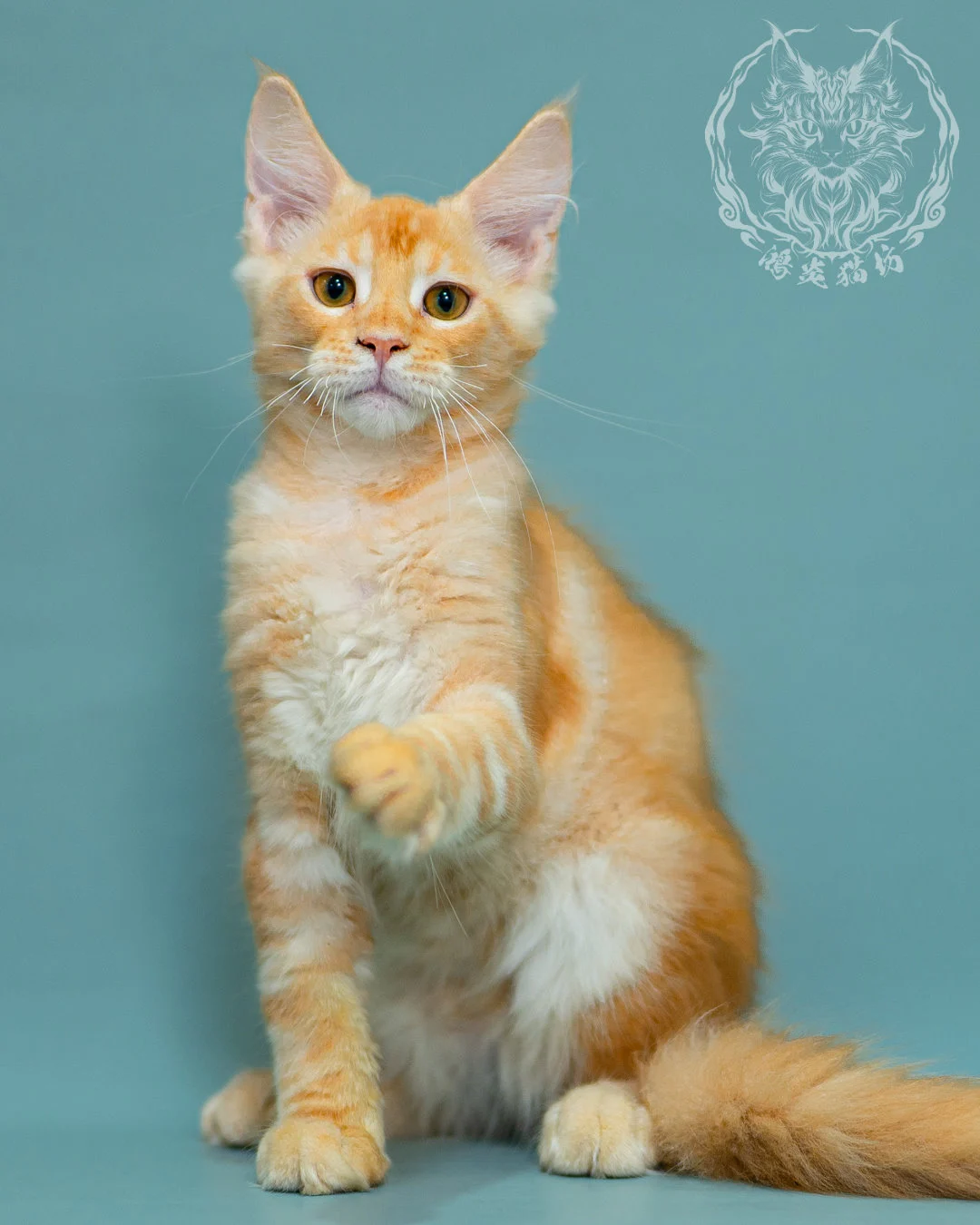 奶油虎斑緬因貓 Cream Tabby Maine Coon 3months Closeup 5