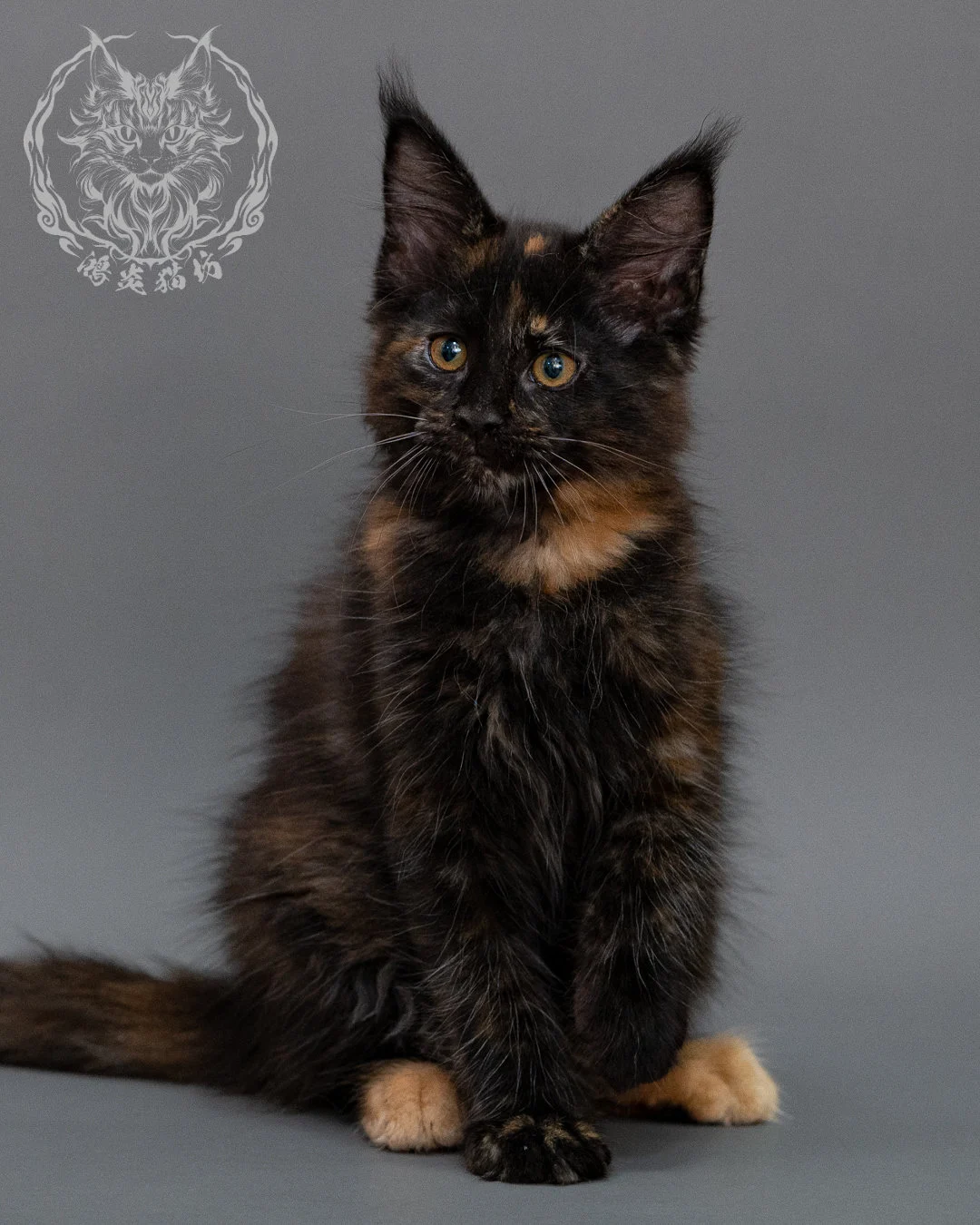 黑玳帽緬因貓 Black Masked Maine Coon Closeup 5