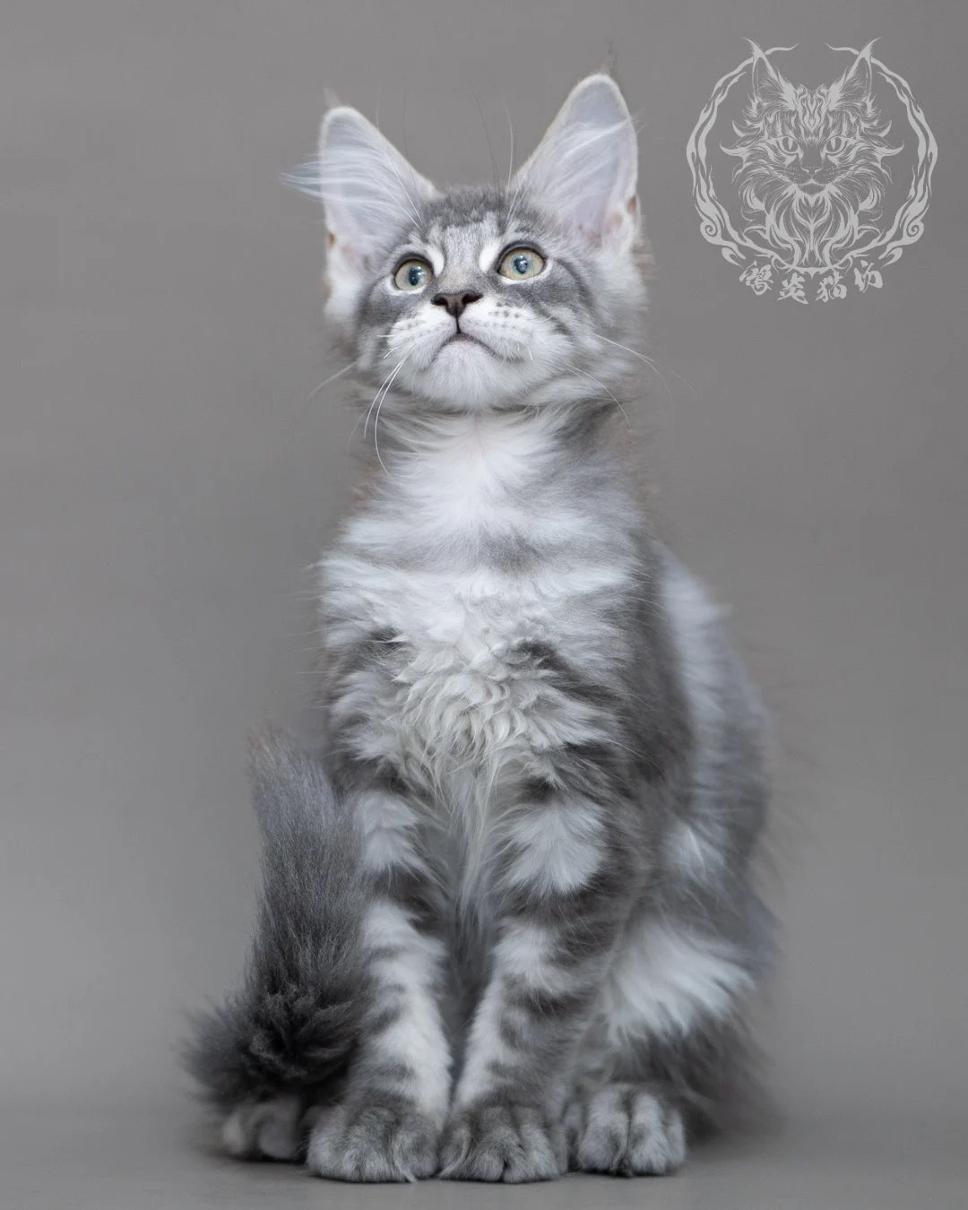 藍銀虎斑緬因貓 Blue Silver Tabby Maine Coon Closeup 11