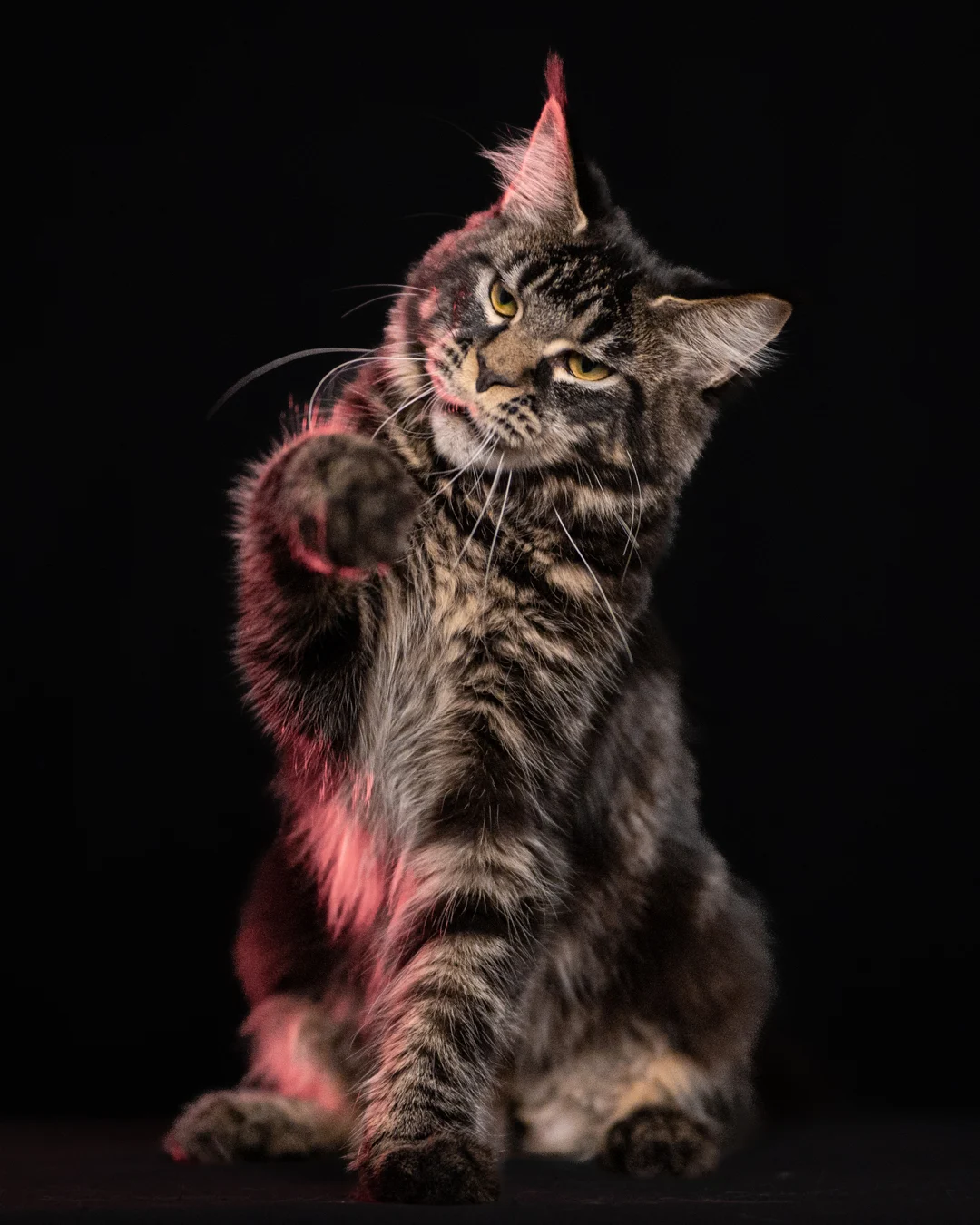 黑棕虎斑緬因貓 Brown Black Tabby Maine Coon 6months Cattery Taichung 4