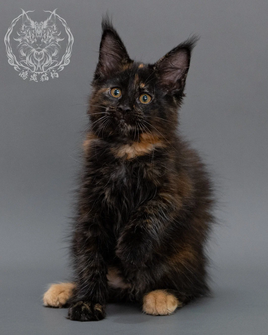 黑玳帽緬因貓 Black Masked Maine Coon Closeup 6