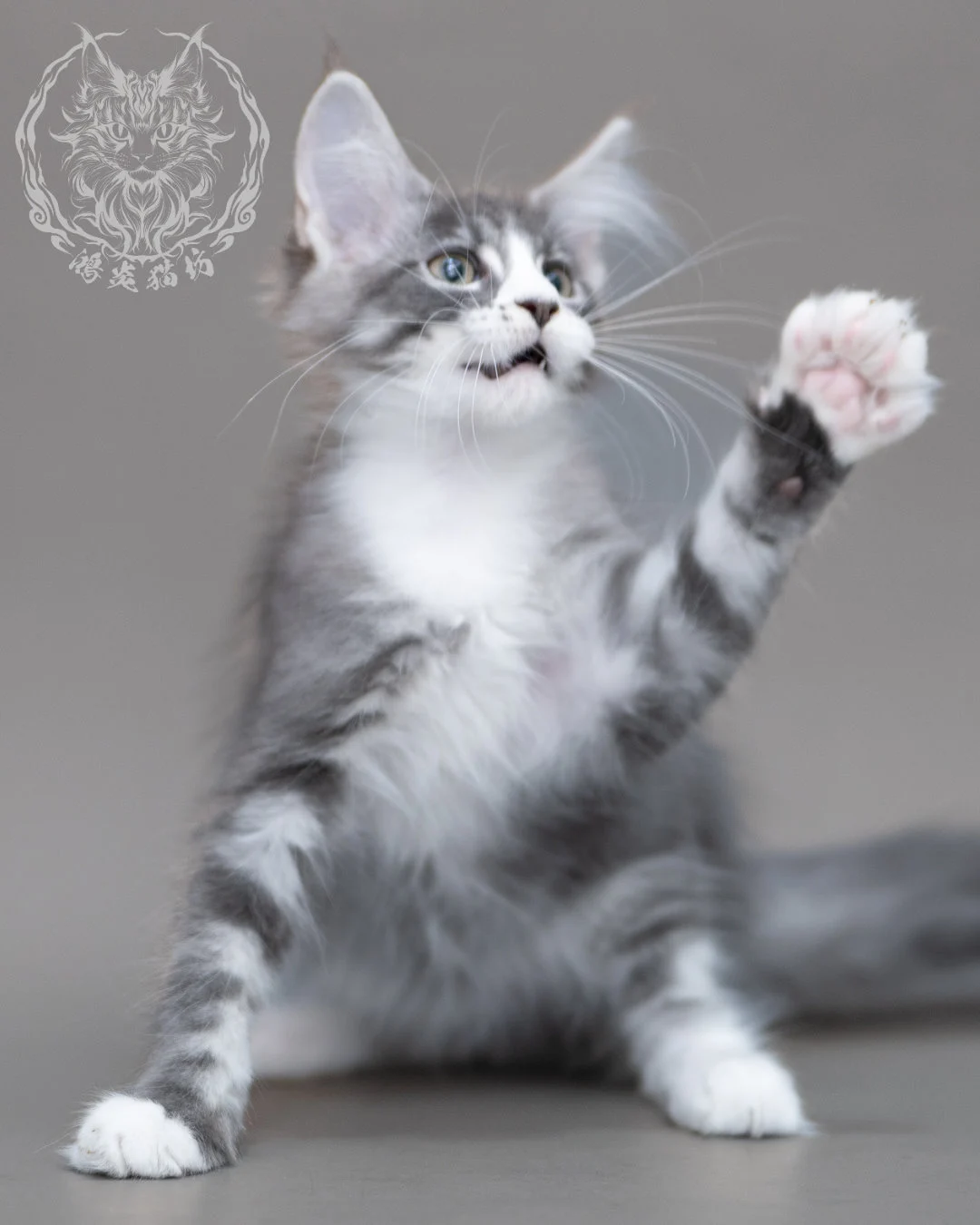 藍銀虎斑賓士緬因貓 Blue Silver Tabby Maine Coon Closeup 16