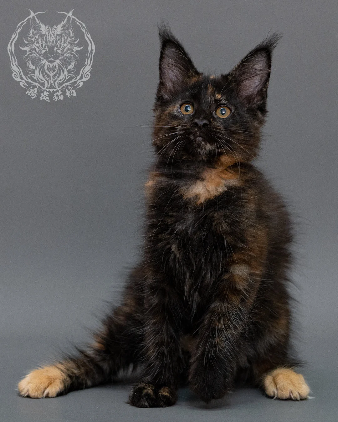 黑玳帽緬因貓 Black Masked Maine Coon Closeup 4