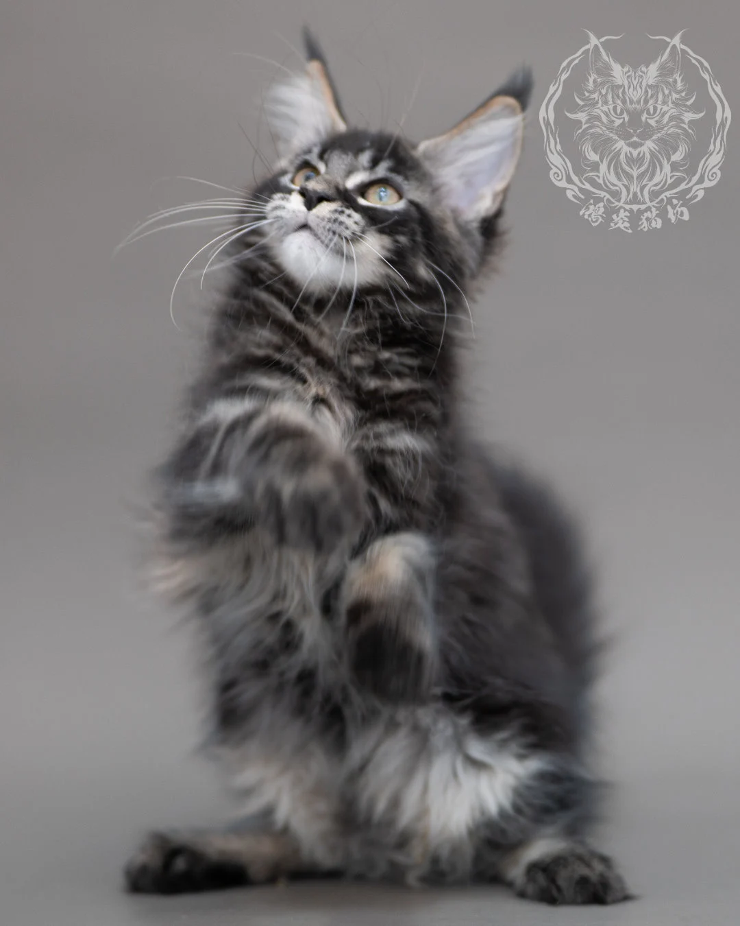 黑棕虎斑緬因貓 Brown Tabby Maine Coon Closeup 13